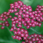 achillea-millefolium-summerwine-4