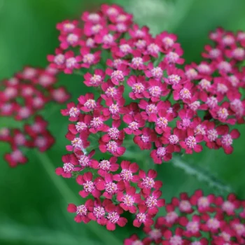 achillea-millefolium-summerwine-4