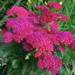 achillea-millefolium-summerwine-5
