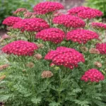 achillea-millefolium-summerwine-6