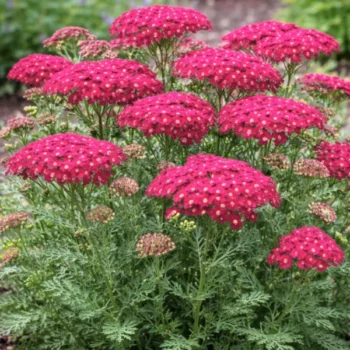 achillea-millefolium-summerwine-6