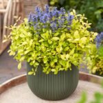 ajuga-cordial-canary-3