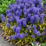 ajuga-cordial-canary-4