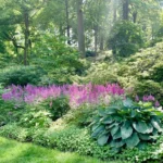 astilba-black-pearls-4