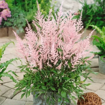 astilba-europa-2