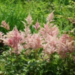 astilba-europa-3