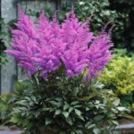 astilba-purple-glory-1