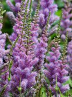 astilba-purple-glory-2