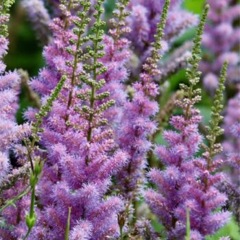 astilba-purple-glory-2
