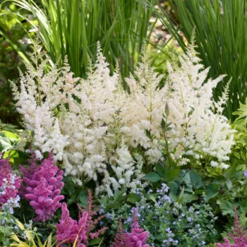 astilba-vision-in-white-2