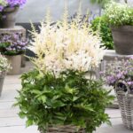 astilba-washington-1