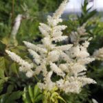 astilba-washington-3