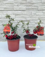 cidonija-crvena-sadnice