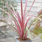 cordyline-can-can-1
