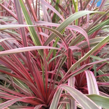 cordyline-can-can-2