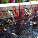 cordyline-superstar-1