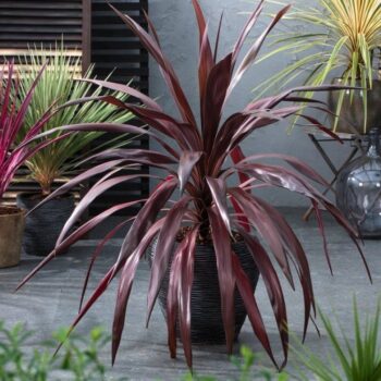 cordyline-superstar-2