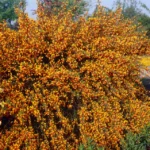 cytisus-andreanus-splendens-1
