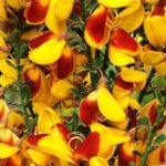 cytisus-andreanus-splendens-2