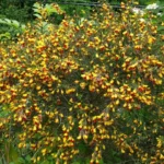 cytisus-andreanus-splendens-3