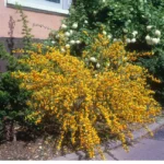 cytisus-andreanus-splendens-4
