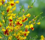 cytisus-andreanus-splendens-5