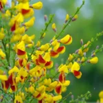 cytisus-andreanus-splendens-5