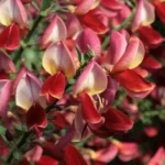 cytisus-roter-favorit-1