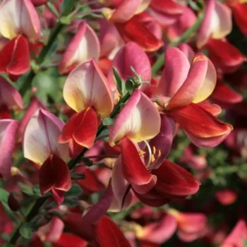 cytisus-roter-favorit-1