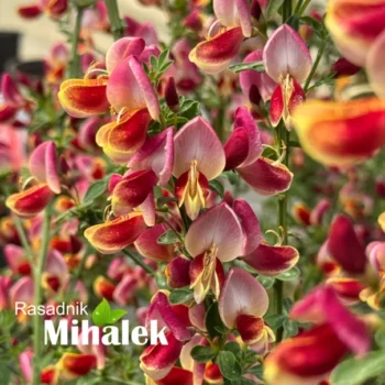 cytisus-roter-favorit-2