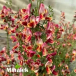 cytisus-roter-favorit-3
