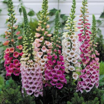 digitalis-mix-1
