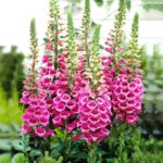 digitalis-purpurea-1