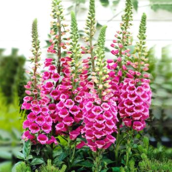 digitalis-purpurea-1