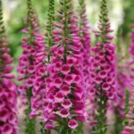digitalis-purpurea-3