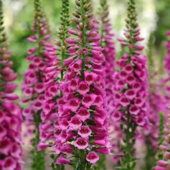 digitalis-purpurea-3