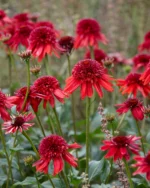 ehinacea-purpurea-eccentric-1