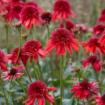 ehinacea-purpurea-eccentric-1