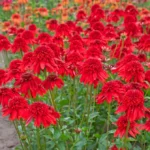 ehinacea-purpurea-eccentric-2