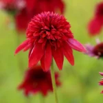 ehinacea-purpurea-eccentric-3