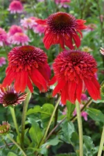 ehinacea-purpurea-eccentric-4