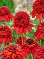ehinacea-purpurea-eccentric-5