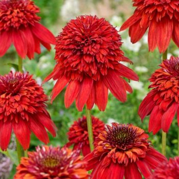 ehinacea-purpurea-eccentric-5