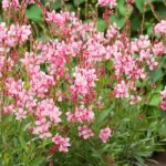 gaura-emmeline-pink-1