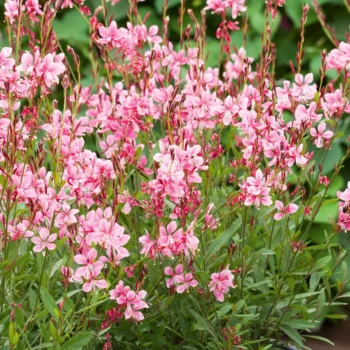 gaura-emmeline-pink-1