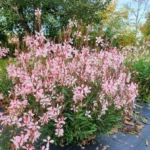 gaura-emmeline-pink-2