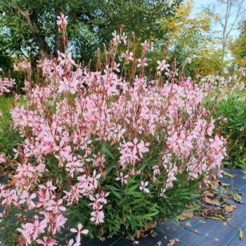 gaura-emmeline-pink-2