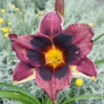 hemerocallis-midnight-dynamite-1
