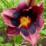 hemerocallis-midnight-dynamite-2