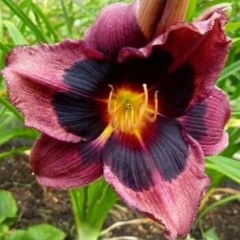 hemerocallis-midnight-dynamite-2